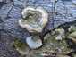 Borostás egyrétűtapló (Trametes hirsuta), Budai-hegység